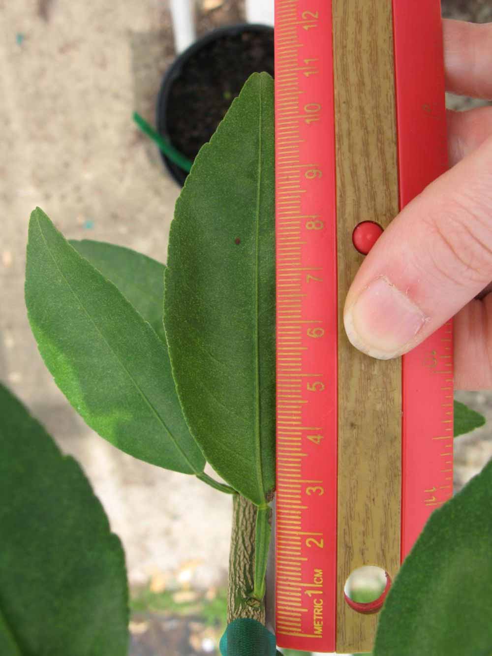              Unifoliolate leaf (Phillip Rucks Citrus Nursery,   Frostproof, FL)       